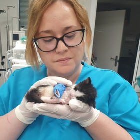 Unlugardepatasletrasdiversidad