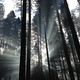 EL BOSQUE DE CINE