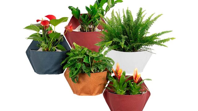 Lot de 5 pots et plantes auto-arrosants