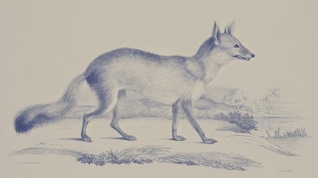 Vulpes vulpes (Zorro)