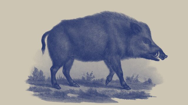 Sus scrofa (Jabalí)