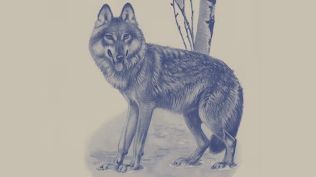 Canis lupus signatus (Lobo ibérico)