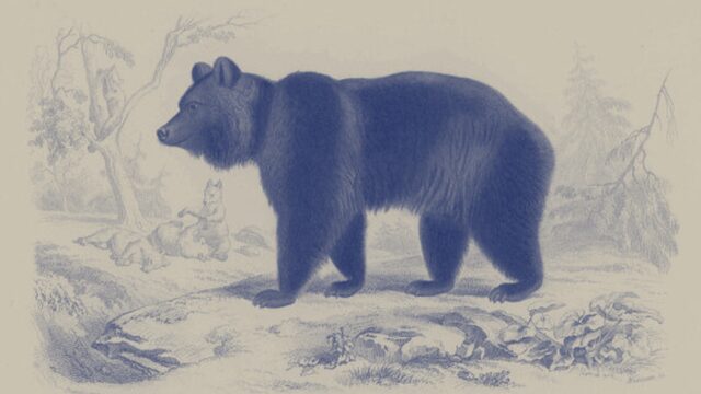Ursus arctos (Oso pardo)