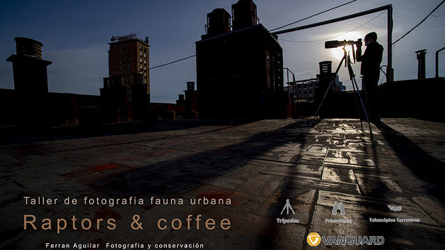 Taller d'observació de rapinyaires