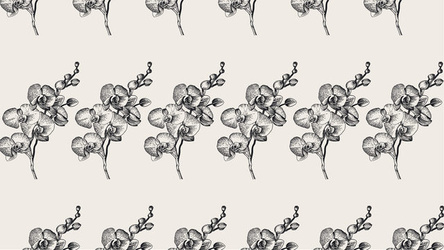 Orquídia
