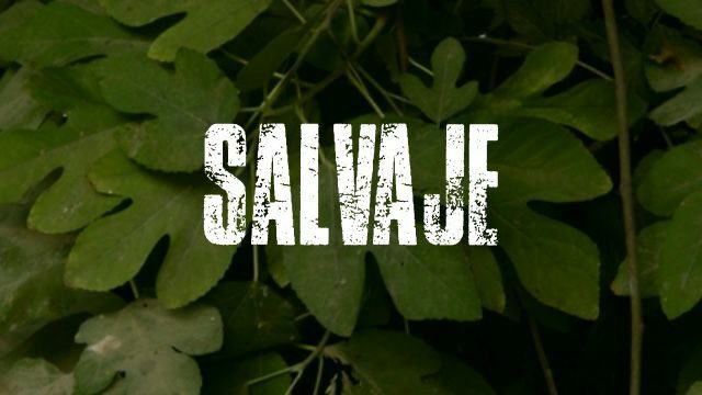 Recompensa SALVAJE