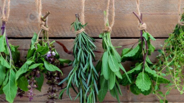 Taller de cocina con plantas aromáticas medicinales
