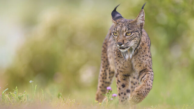 Lince 1 libro