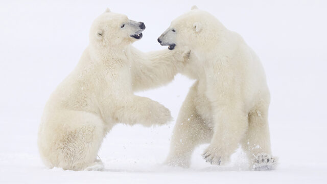 Oso polar pack 3 libros