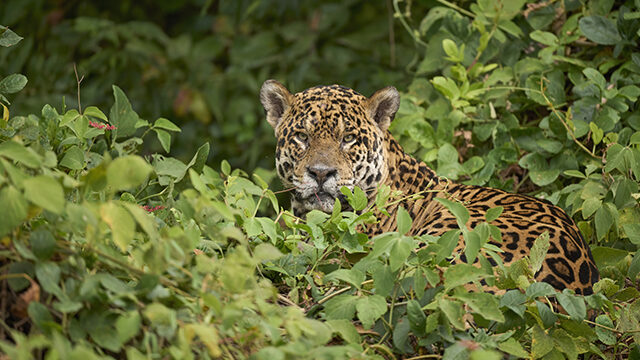 Jaguar pack revision de porfolio