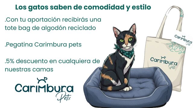 Gato Callejero con Estilo