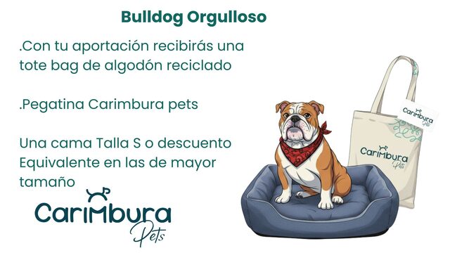 Bulldog Orgulloso