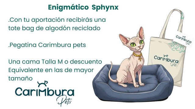 Enigmático  Sphynx 