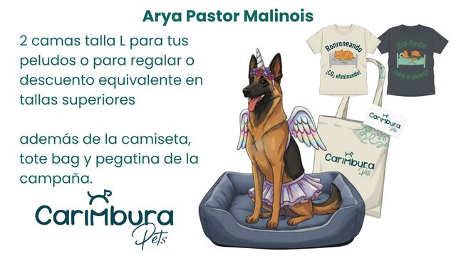 Arya Pastor Malinois