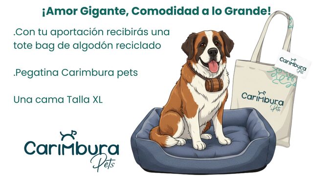 ¡Amor Gigante, Comodidad a lo Grande!