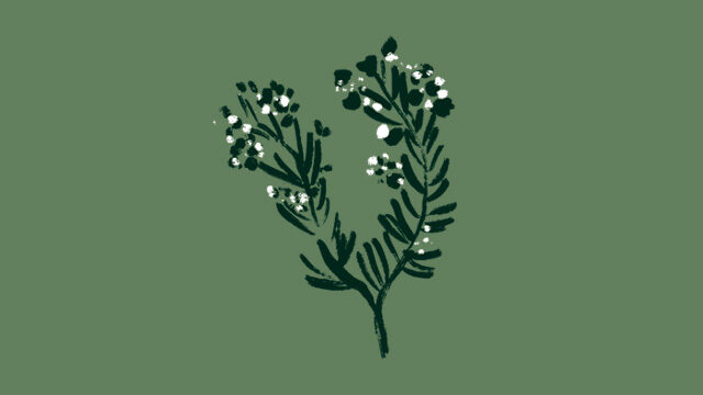 Flor de romaní (Ruta amb el director)