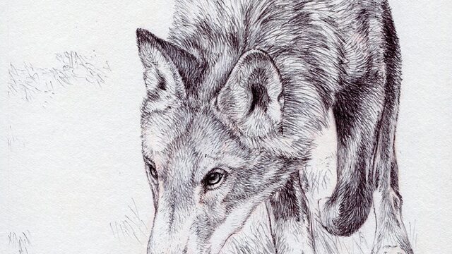 Camiseta lobo ECO