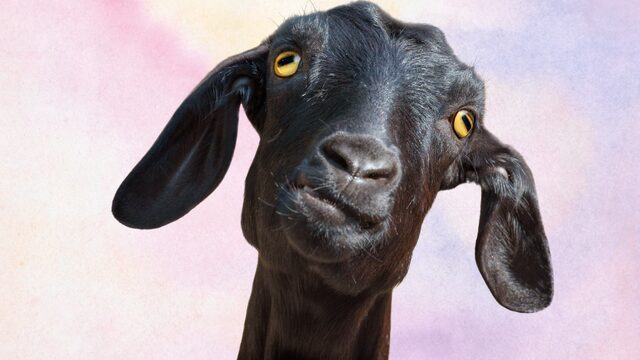 Els Cabrons
