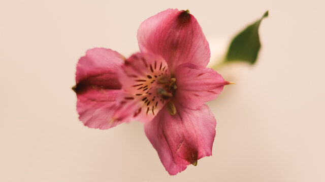 Alstroemeria