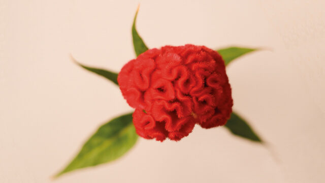 Celosia Argentea