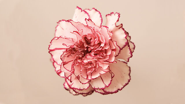 Clavel