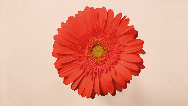 Gerbera