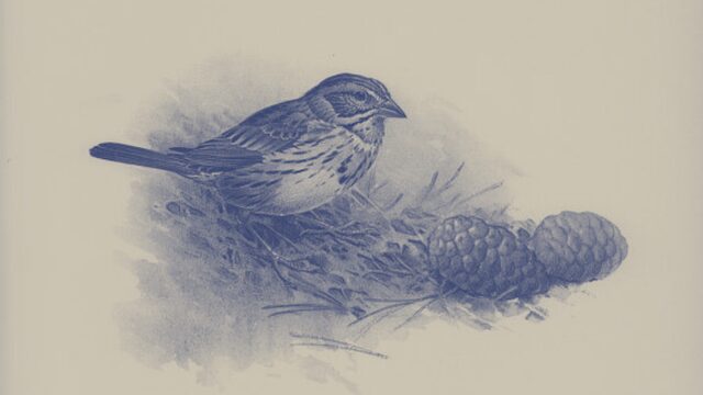 Passer domesticus (Pardal)