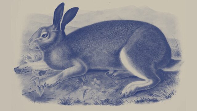 Oryctolagus cuniculus (Conejo)