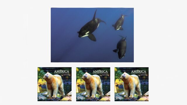 MECENAS TRIO DE ORCAS