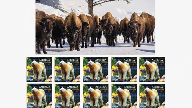 MECENAS MANADA DE BISONTES (10)