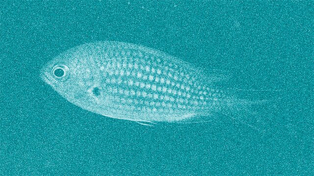 CASTANYOLETA (Chromis chromis)