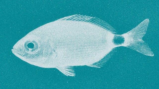 OBLADA (Oblada melanura)