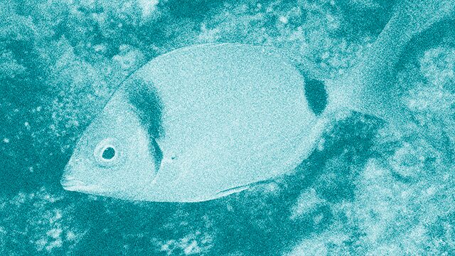 VARIADA (Diplodus vulgaris)