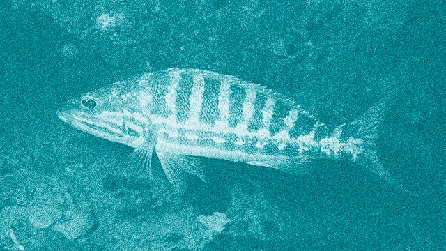 SERRÀ (Serranus cabrilla)