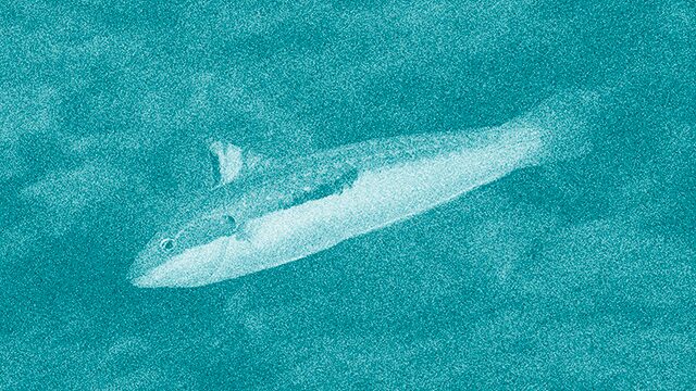 JULIOLA (Coris julis)