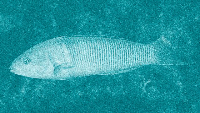 FADRÍ (Thalassoma pavo)