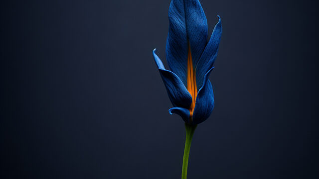 Curso anual en Jardín Remoto + Colección completa