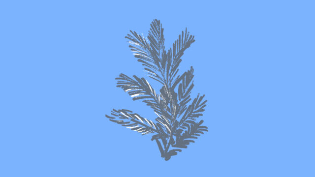 Avet blanc (Projecció exclusiva)