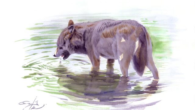 ACUARELA LOBO IBÉRICO DE FRANCISCO HERNÁNDEZ