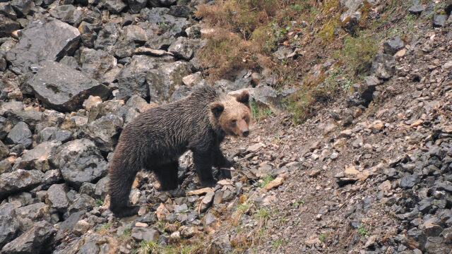 2 PLAZAS ENCUENTRO EN LA NATURALEZA ESPECIAL OSO PARDO CON HIKMICRO