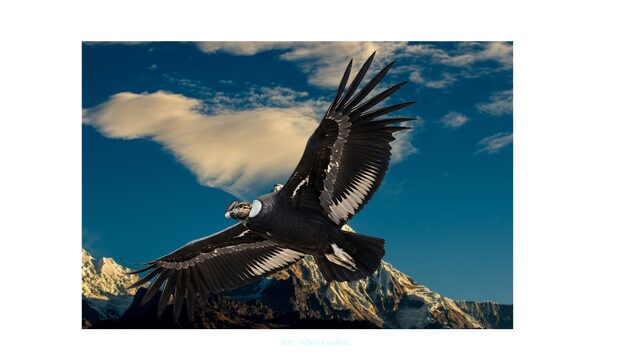 ALAS DEL CÓNDOR (22 € ≈ $22.000 CLP))