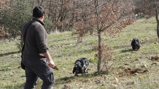 🍄🌿 Experiencia TRUFAL  