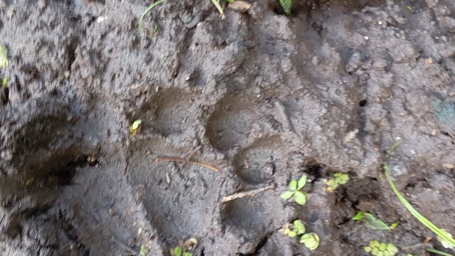 Semilla de Dos Lagunas 