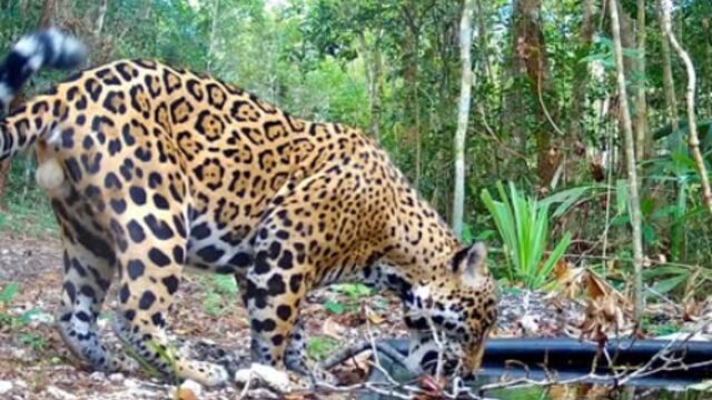 Protector del Jaguar