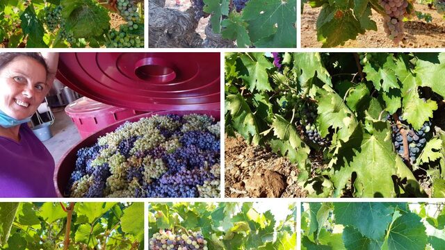 GUARDIAN DE MICRO-RESERVA