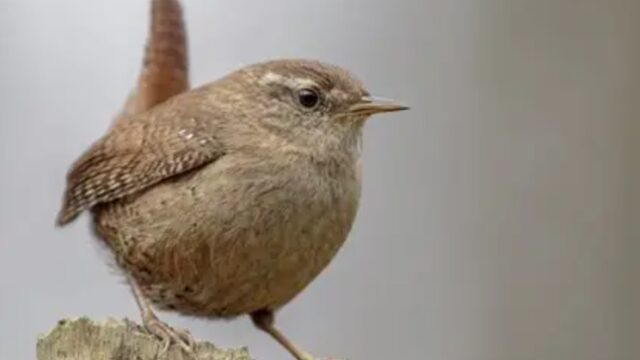 O CARRISO (Troglodytes troglodytes)