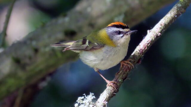 A ESTRELIÑA RISCADA (Régulus ignicapillus)