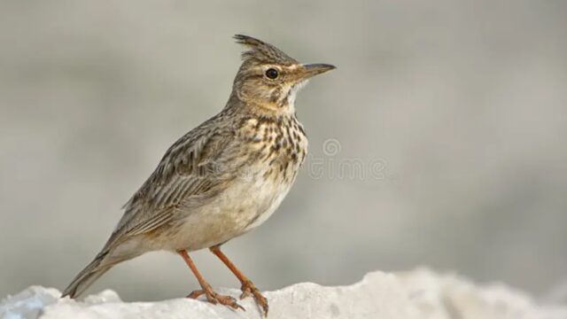 COTOVÍA DOS CAMIÑOS (Galerida cristata)