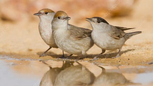 PAPUXA DAS AMORAS (Sylvia atricapilla)