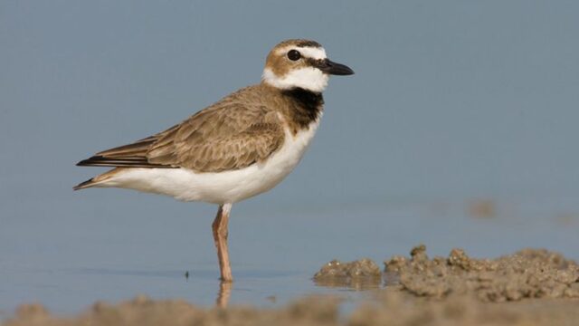 PÍLLARA PAPUDA (Charadrius alexandrinus)